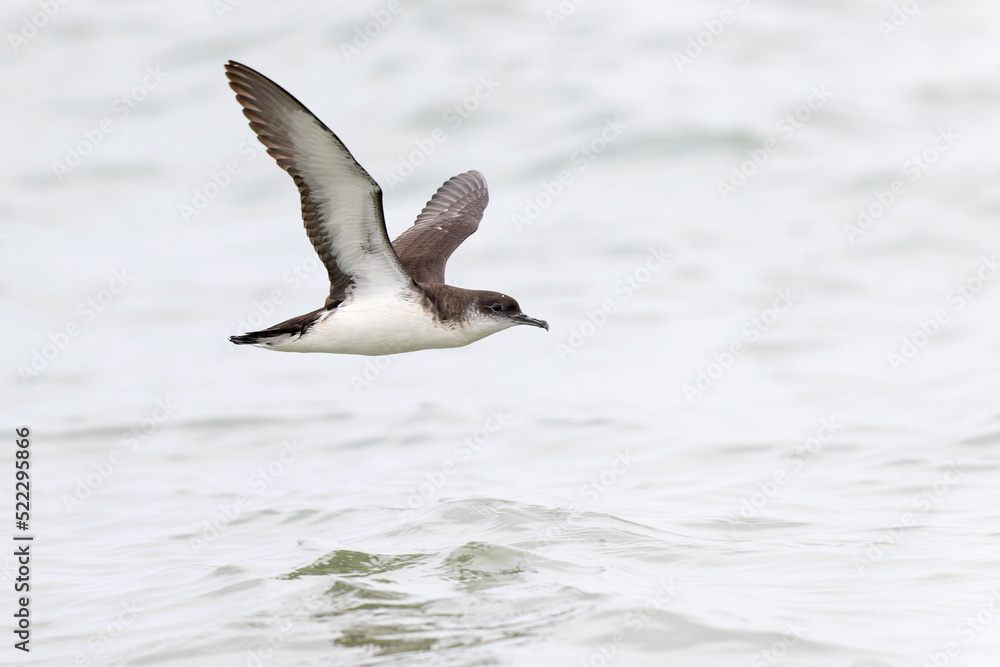 Manx shearwater (Puffinus puffinus) in flight at Boston Revere Beach.