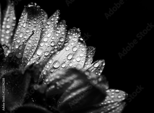 Sunflower with Rain Drops