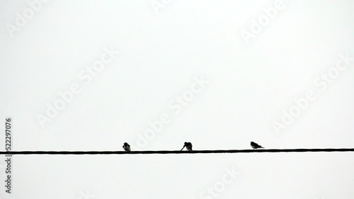 Birds on a wire after rain