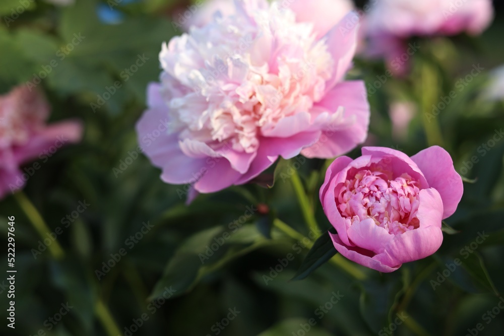 Blooming peony plant with beautiful pink flowers outdoors, closeup Blooming peony plant with beautiful pink flowers outdoors, closeup