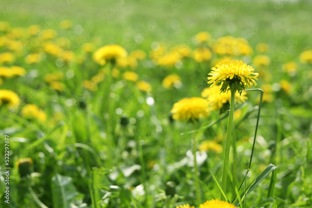 Beautiful bright yellow dandelions in green grass on sunny day, closeup. Space for text Beautiful bright yellow dandelions in green grass on sunny day, closeup. Space for text