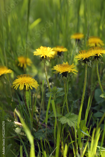 Many beautiful yellow dandelion flowers growing outdoors © New Africa