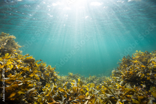 Underwater view of kelp with sun rays and blue water. Fototapet
