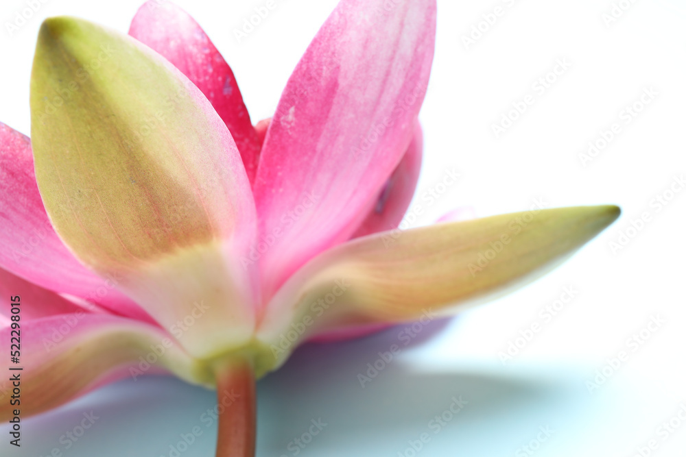 Beautiful blooming pink lotus flower on light background, closeup