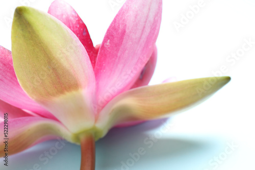 Beautiful blooming pink lotus flower on light background  closeup