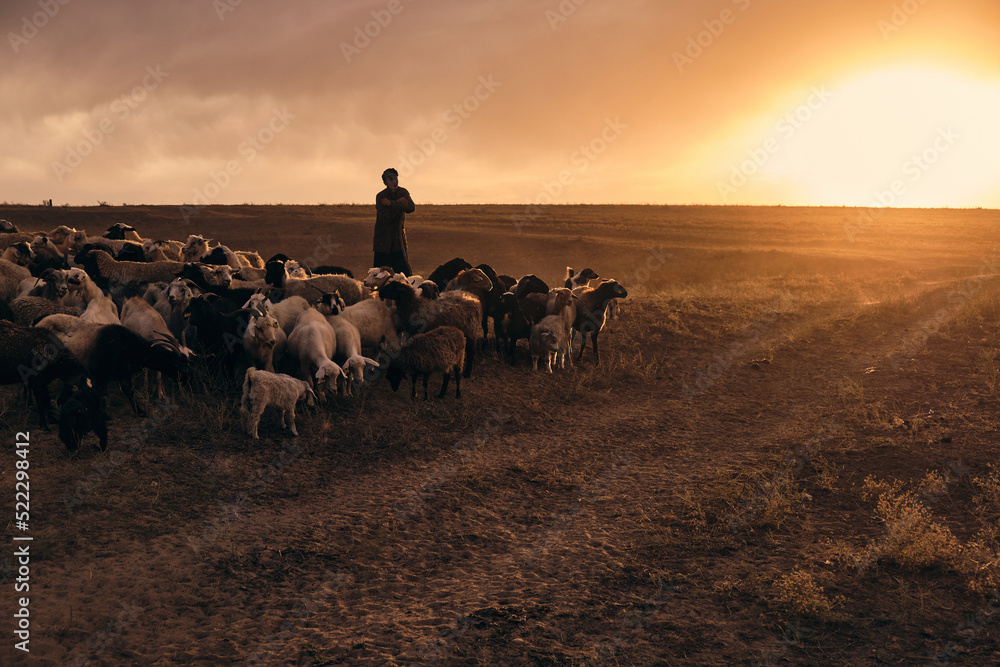 A shepherd young man with a stick, shepherds sheep and rams in t Stock