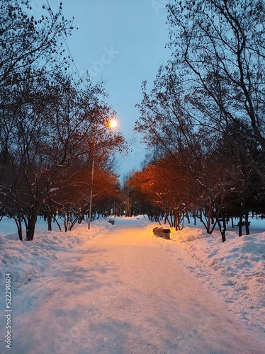 sunset in the park