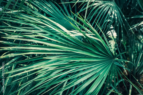 Beautiful green tropical leaves outdoors  closeup view