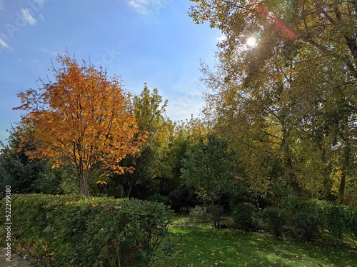 autumn in the park