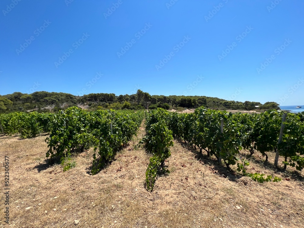 Vineyard on the island of Budihovac in the Adriatic Sea