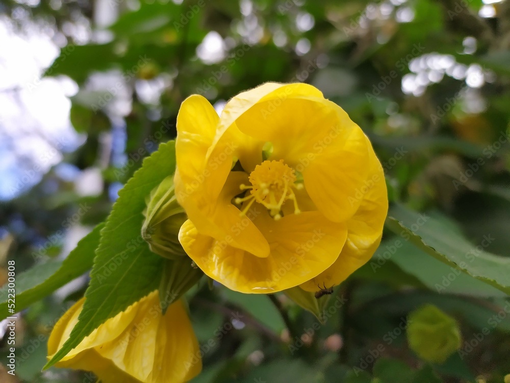 Naklejka premium exotic flower