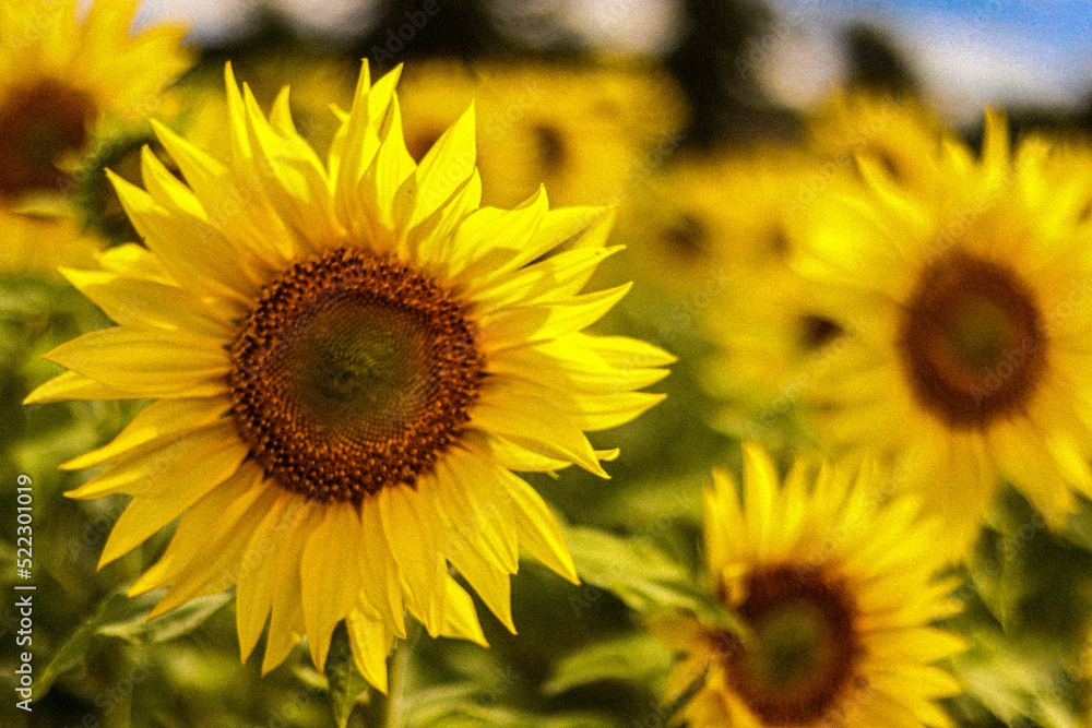 field of sunflowers