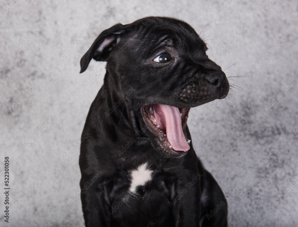 Black female American Staffordshire Bull Terrier dog puppy on gray background