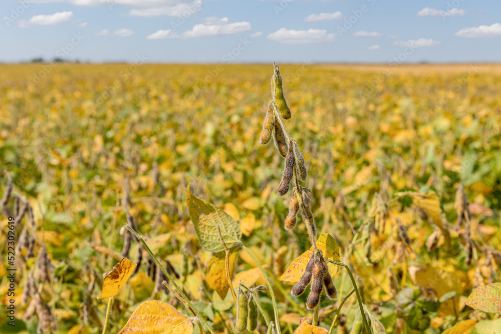 Soybean field with leaves turning colors in autumn. Farming landscape