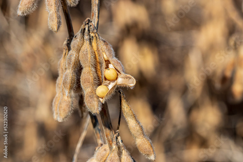 soybean pod shattering with seed in field during harvest. Drought stress, moisture content and yield loss concept
