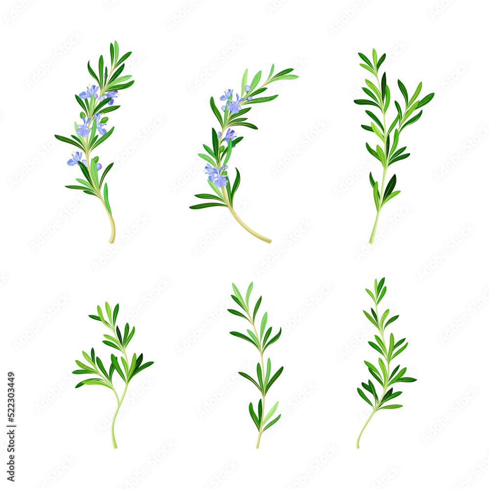 Rosemary Twig as Perennial Herb with Fragrant, Evergreen, Needle-like Leaves and Blue Flowers Vector Set Rosemary Twig as Perennial Herb with Fragrant, Evergreen, Needle-like Leaves and Blue Flowers Vector Set