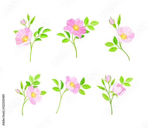 Rosa Canina or Dog Rose with Pale Pink Blooming Flowers Vector Set