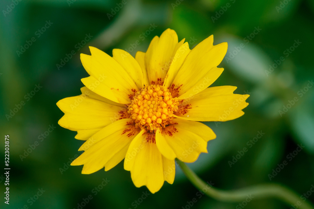Single Cosmos Flower Over Natural BackgroundS Single Cosmos Flower Over Natural BackgroundS