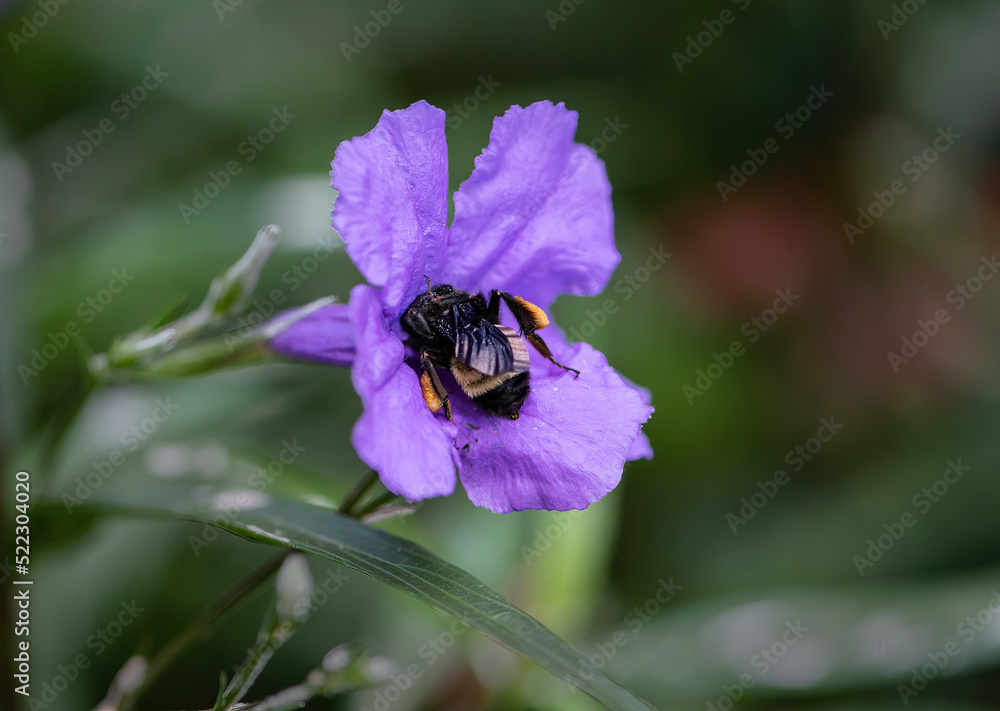 Flower and Bees Flower and Bees