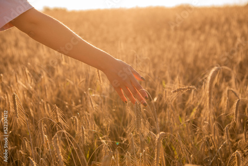 Girl in wheat field, girl's hand and wheat spikelets, sunset on field 