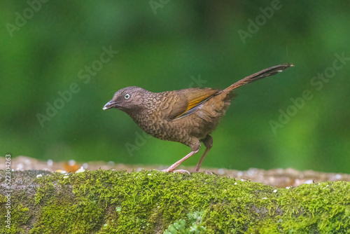 Scaly laughingthrush (Trochalopteron subunicolor) at Senchal WLS, Darjeeling, West Bengal, India photo