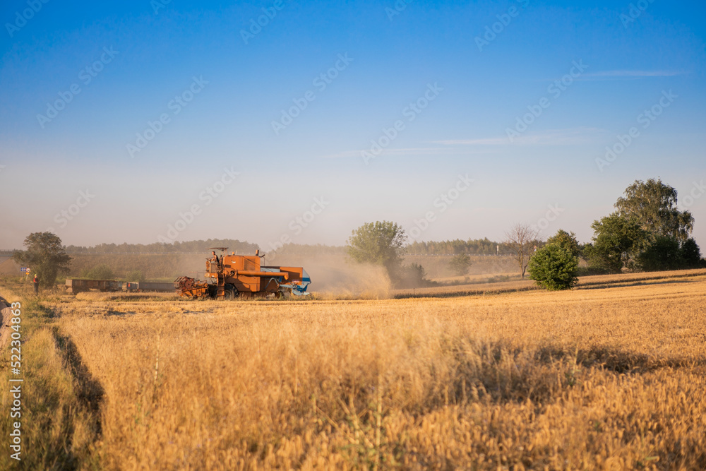 Fototapeta premium Combine harvester in action on wheat field. Harvesting is the process of gathering a ripe crop from the fields.