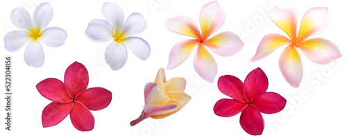 white red pink coior Plumeria flower isolated on white background. photo