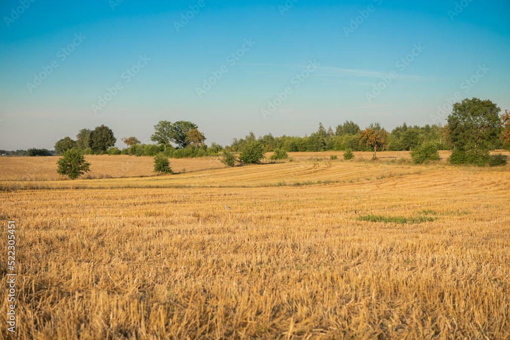 Obraz premium Wheat fields after the harvest.