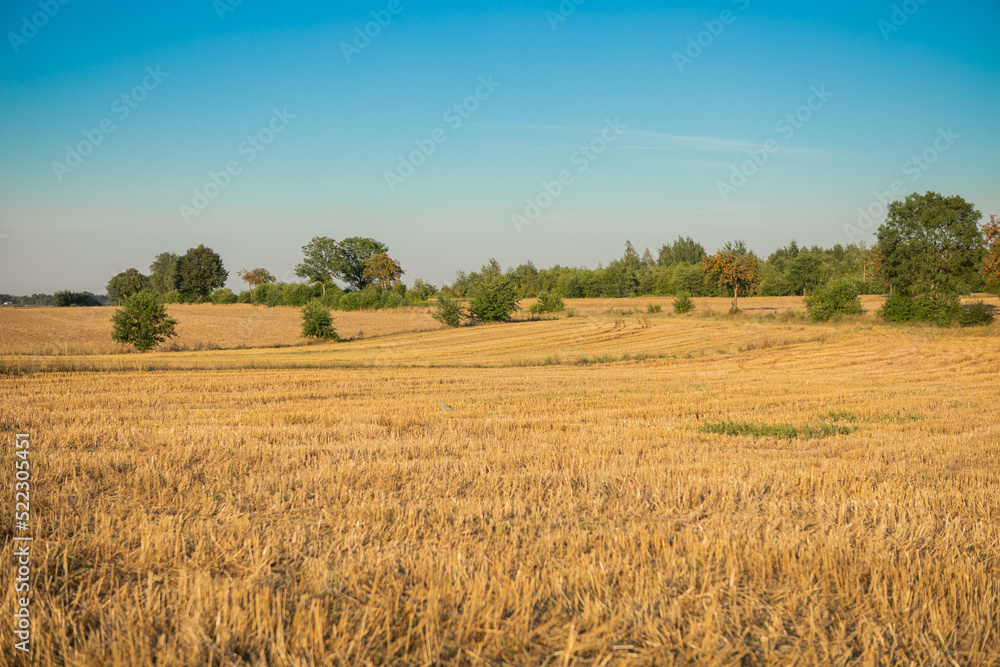 Wheat fields after the harvest.