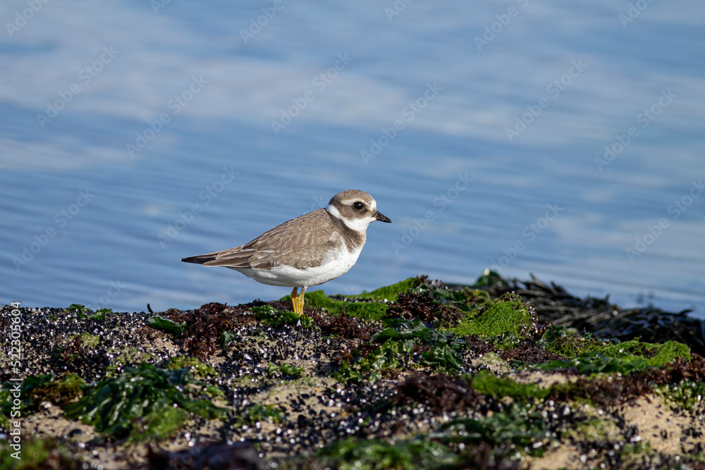 Plover on the sea rocks Plover on the sea rocks