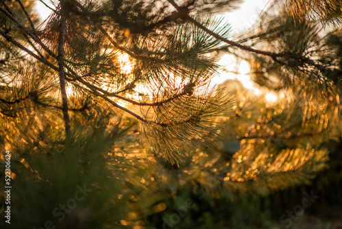 Fir Needle in the forest and sunlight. 
