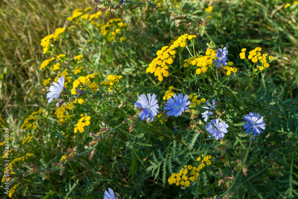 Common chicory and common tansy blooming in a meadow Common chicory and common tansy blooming in a meadow