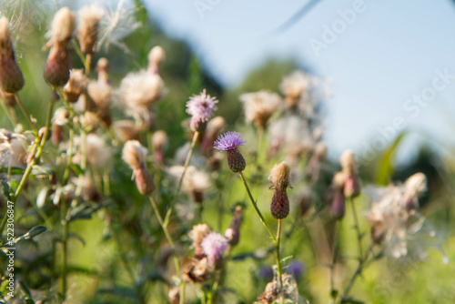 Creeping thistle in a meadow in late summer - fluffy seeds visible © teine