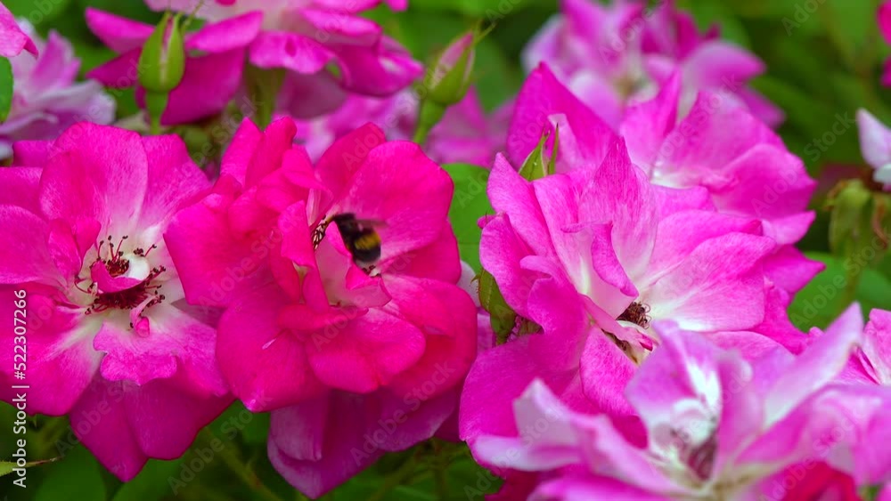 A small bumblebee collects nectar on a blooming rose A small bumblebee collects nectar on a blooming rose