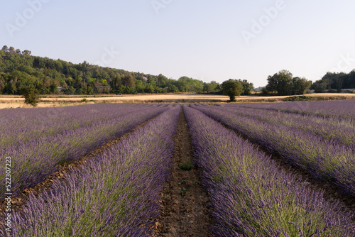 lavender field region in southern france during summer at sunset