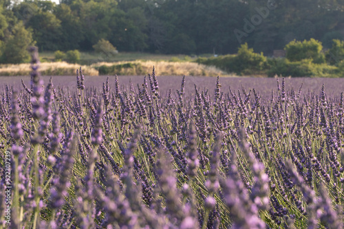 French lavender field in Provence during summer