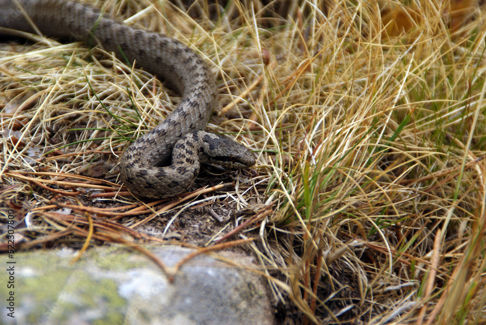 Fototapeta premium serpiente