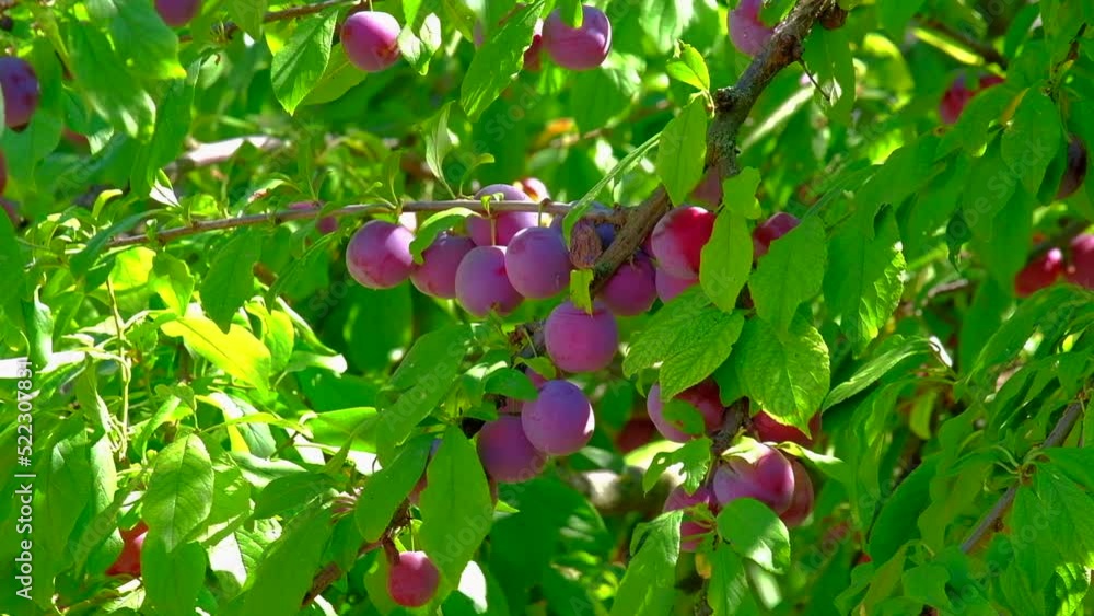 Abundant plum harvest. Ripe plum fruits sway on the branches in the garden. Selective focus. Abundant plum harvest. Ripe plum fruits sway on the branches in the garden. Selective focus.