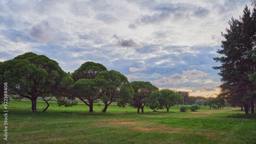 Сity park with round-shaped trees and colorful sky during summer sunset. Сity park with round-shaped trees and colorful sky during summer sunset.