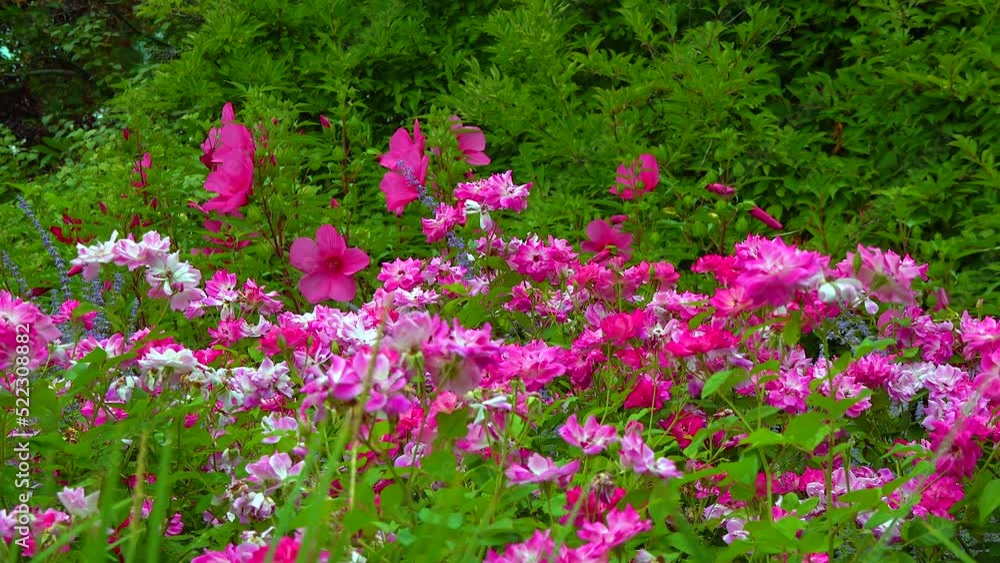 Blooming rose bushes against a background of blooming hibiscus, slider shot Blooming rose bushes against a background of blooming hibiscus, slider shot