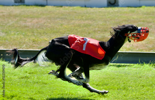 Beautiful persian dog or Saluki dog running at full speed at Awans, Belgium in a race.