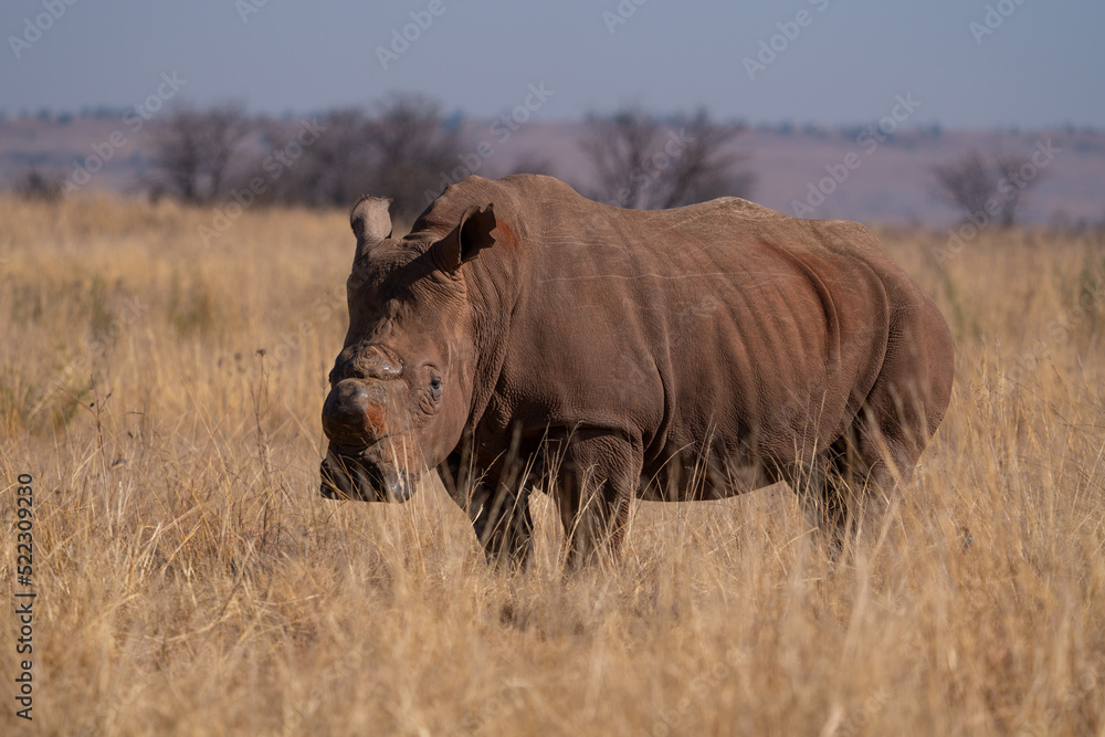 Fototapeta premium A stunning De Horned Wide lipped Rhino showing battle scars from fights, walking in the road in between the cars during a Safari game drive. Part of the Big five, taken in Rietvlei nature reserve