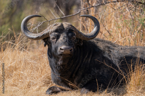 A Beautiful Portrait of a Black Wide horned Buffel buffalo Laying in the brown grass, taken at a low angle with a shallow depth of field, Calling out to the others in the herd.