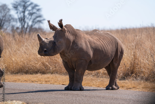 A stunning Horned Wide lipped Rhino baby adolescent walking in the bush veld with its dad looking for graze and trying to intimidate the tourists. Taken a Rietvlei nature reserve in South African 