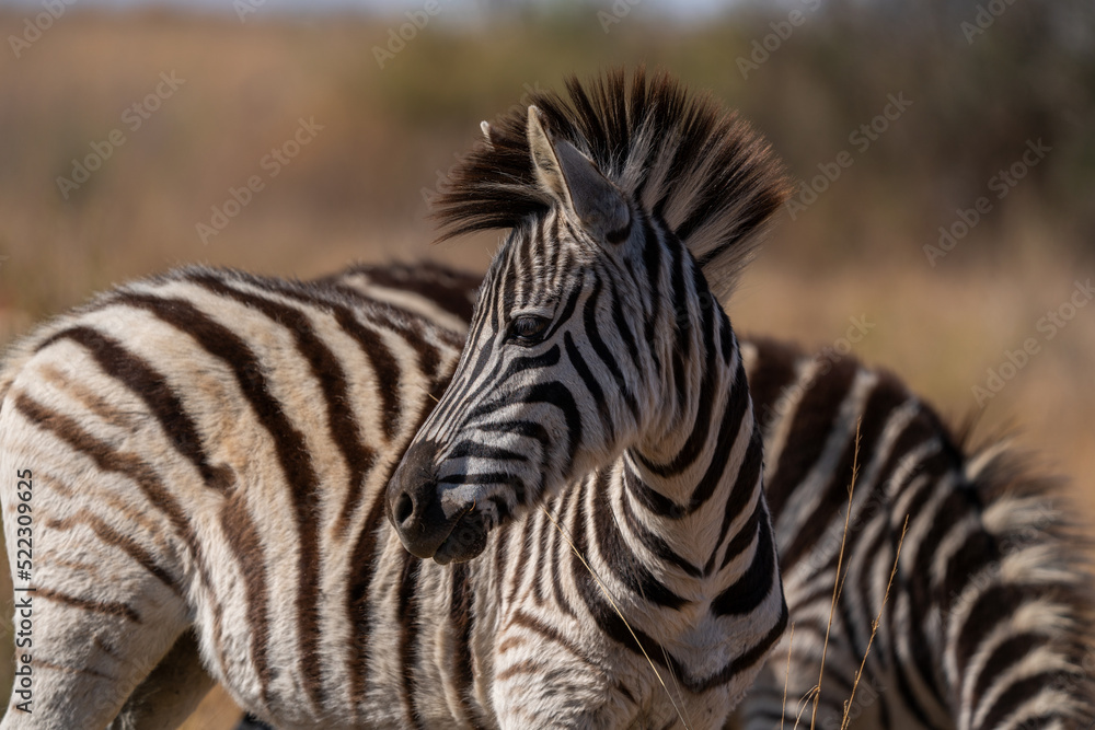 A Striped Zebra with a beautiful mane laying down in the grass and walking with the herd looking for grazing field during the winter months of Rietvlei nature reserve of South Africa A Striped Zebra with a beautiful mane laying down in the grass and walking with the herd looking for grazing field during the winter months of Rietvlei nature reserve of South Africa