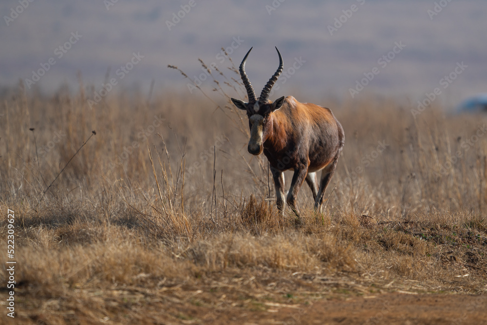 Obraz premium Single Blesbok Blesbuck walking through the field looking for graze and eating while looking for predators during the winter months in Rietvlei nature reserve in South Africa during a safari Drive