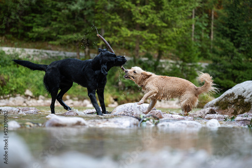 Two dogs playing with a stick