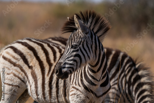 A Striped Zebra with a beautiful mane laying down in the grass and walking with the herd looking for grazing field during the winter months of Rietvlei nature reserve of South Africa