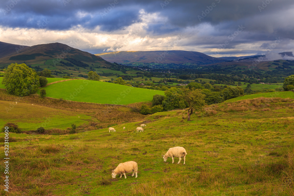 View of the green hills in North UK. Sheep in the pasture. Cumbria.