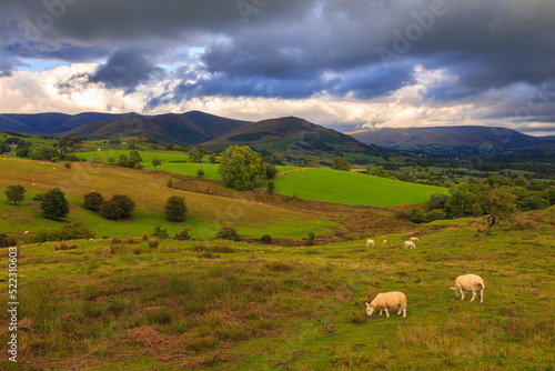 View of the green hills in North UK. Sheep in the pasture. Cumbria.